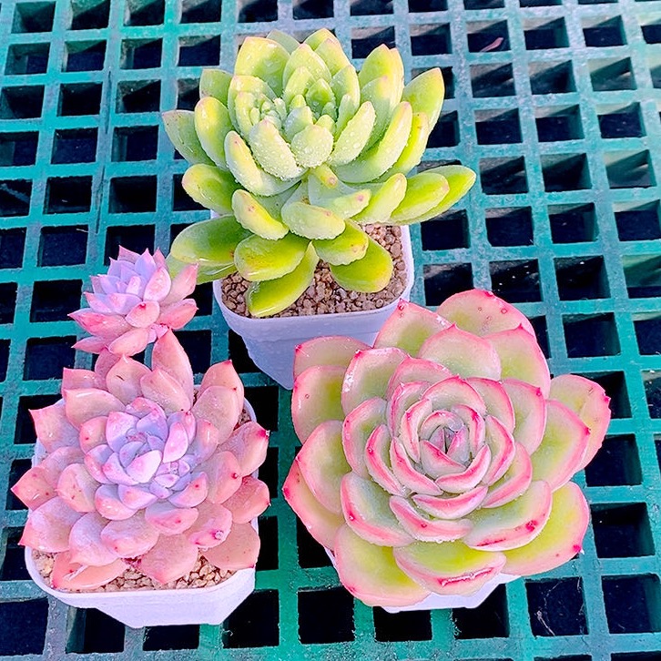 多肉植物霜花晨露春萌送盆土32