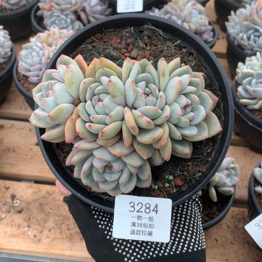 13厘米六头无砍石榴籽3284