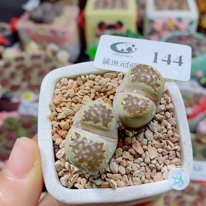 生石花花花花花花花144