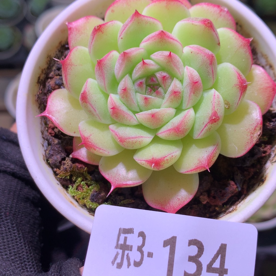 乐然 3-134 海王单头 