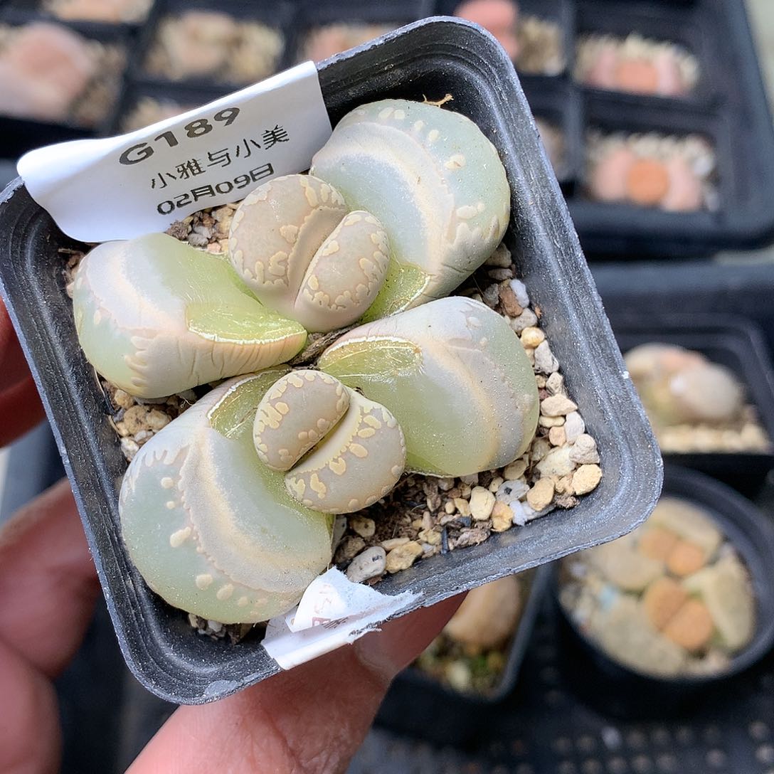 G189多肉植物保护