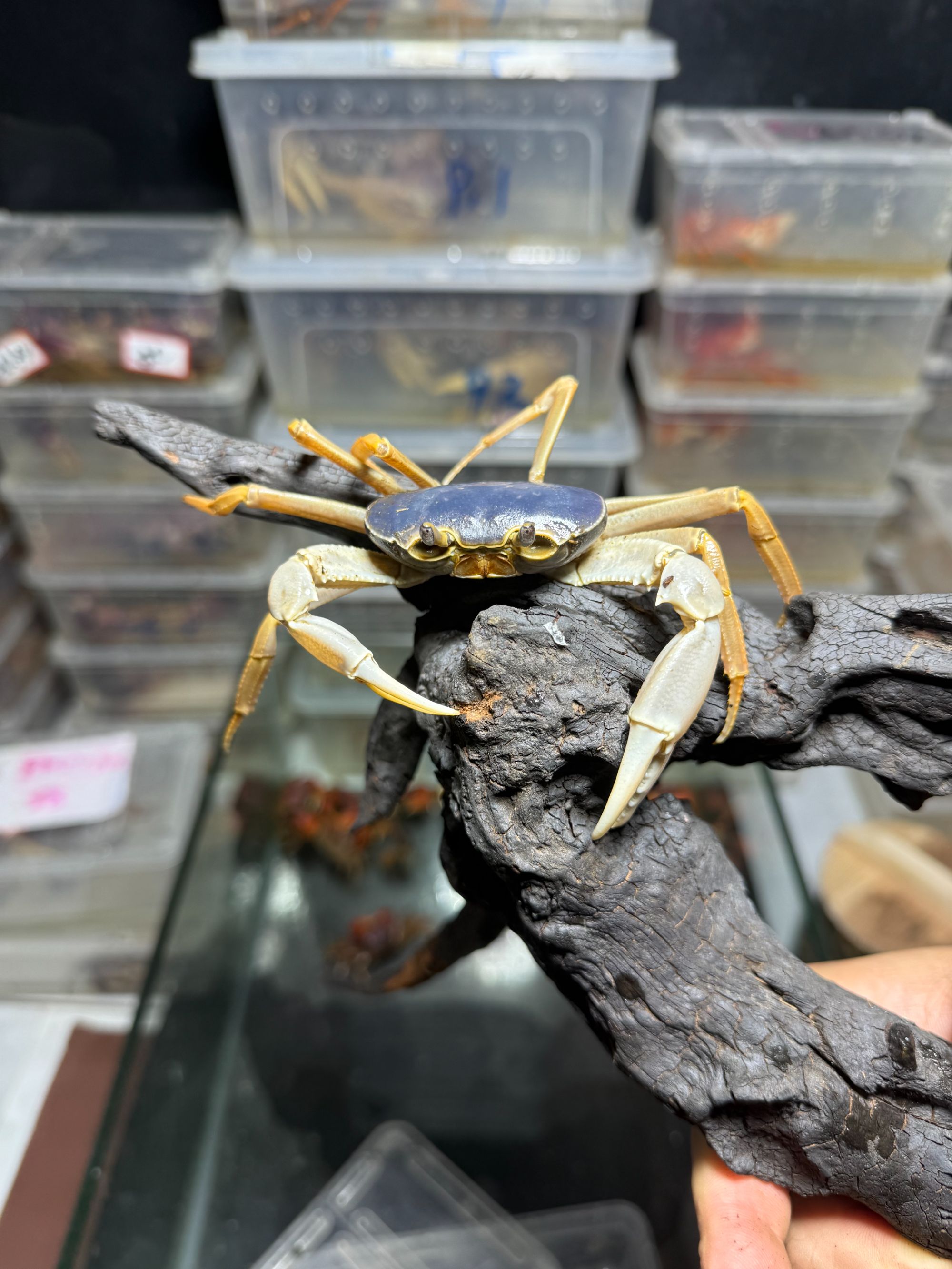 越南安南内溪蟹淡水蟹凶猛