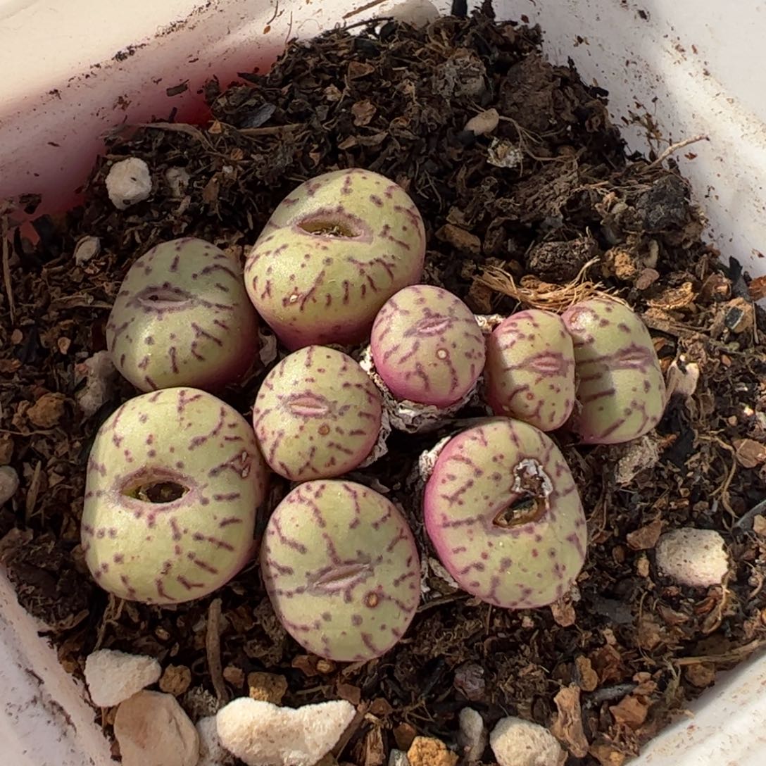 412多肉植物百科