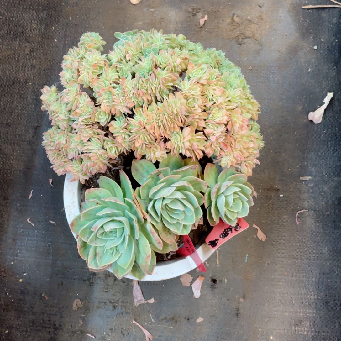 红豆，星娜塔，周老太多肉