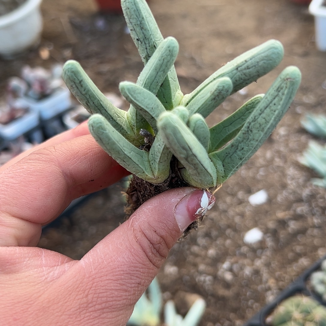 多肉植物宝椎玉开花