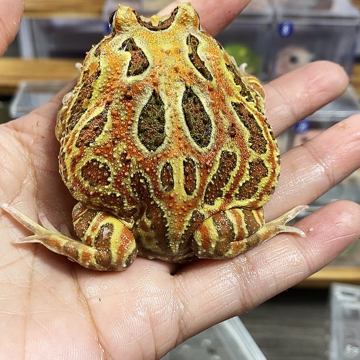 猪***高角蛙352号原色角蛙