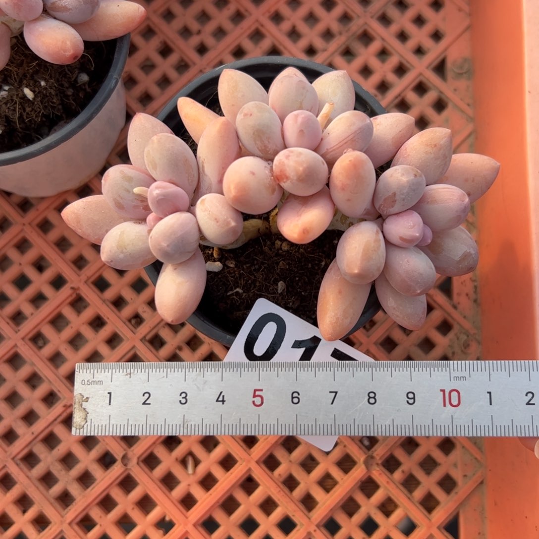 017 多肉植物组合盆栽