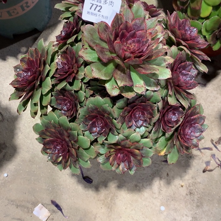 772万圣节红拉丝多肉植物