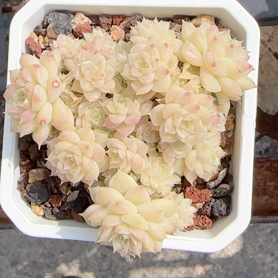 萍*【闪购商品】0218-79（玉透优选麦杆）