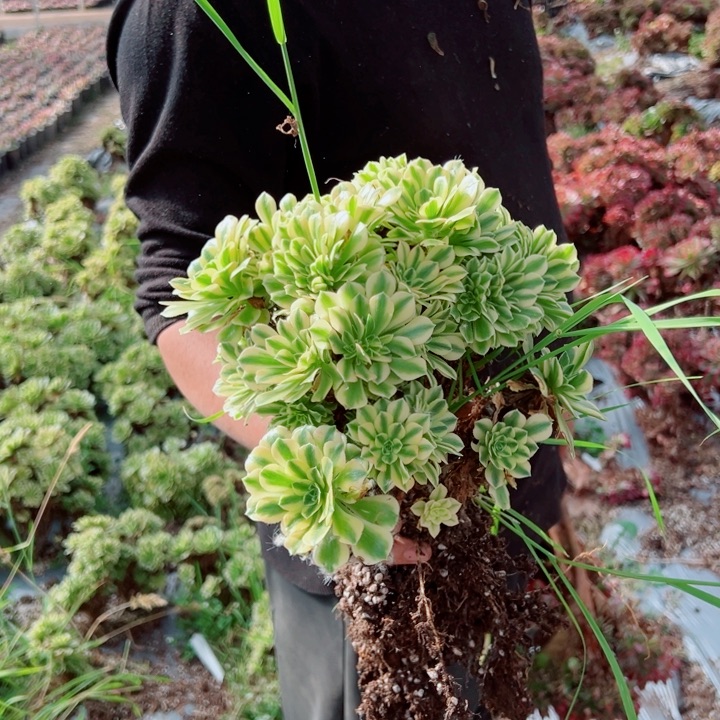 碧玉醉话量拍多肉法师