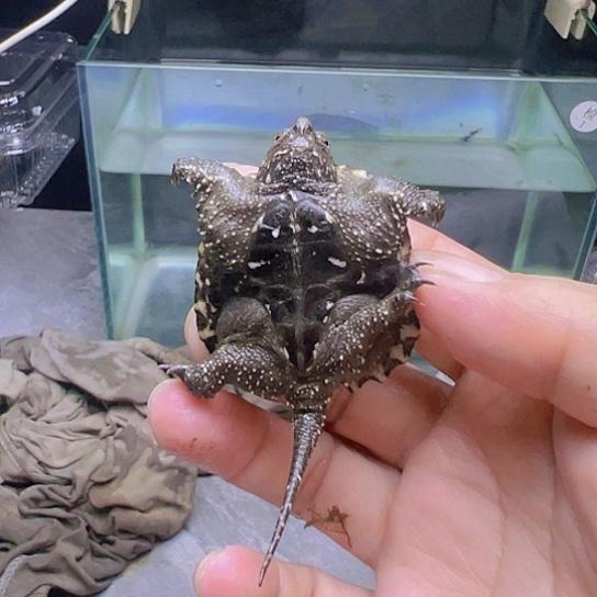 小鳄龟不分公母鳄龟黑佛苗纯佛大粗刺