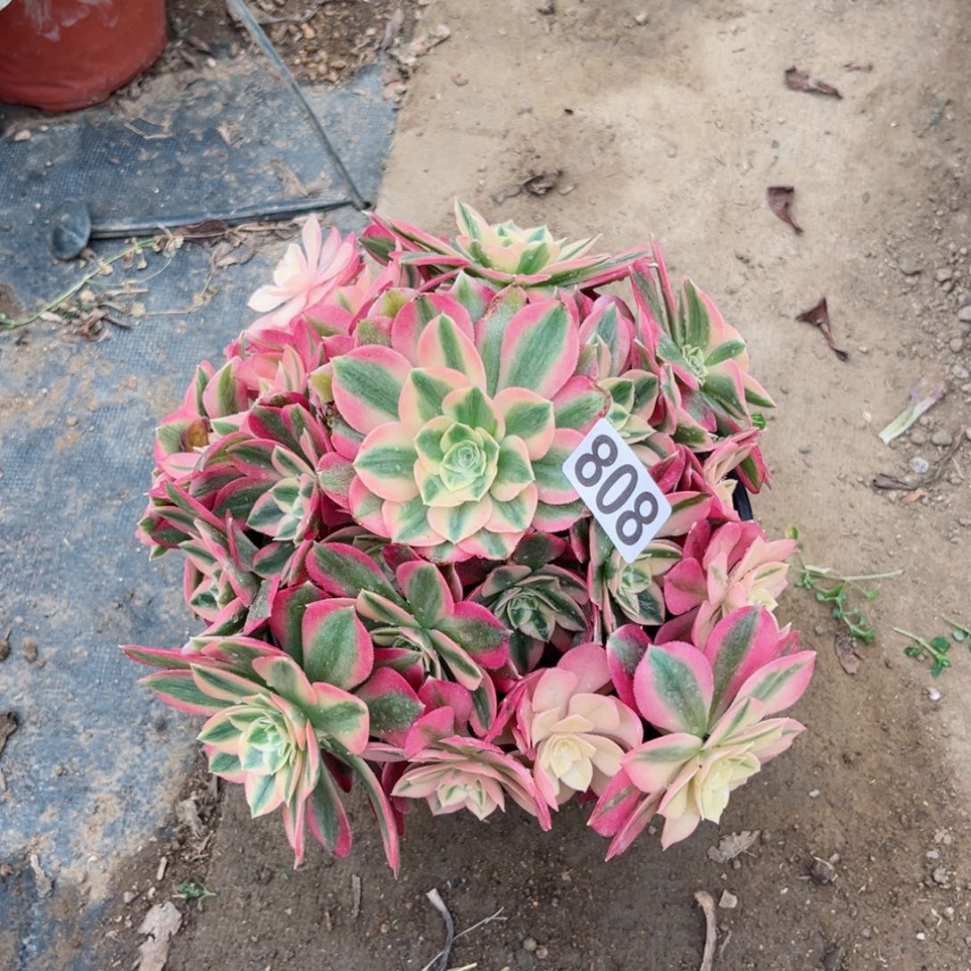 808粉女巫多肉法师