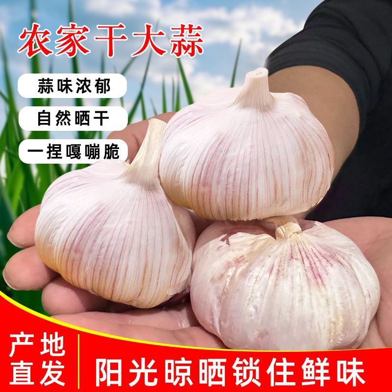 【5斤超低价】杞县白皮大蒜头干蒜批发新鲜便宜大果多瓣白皮蒜正宗