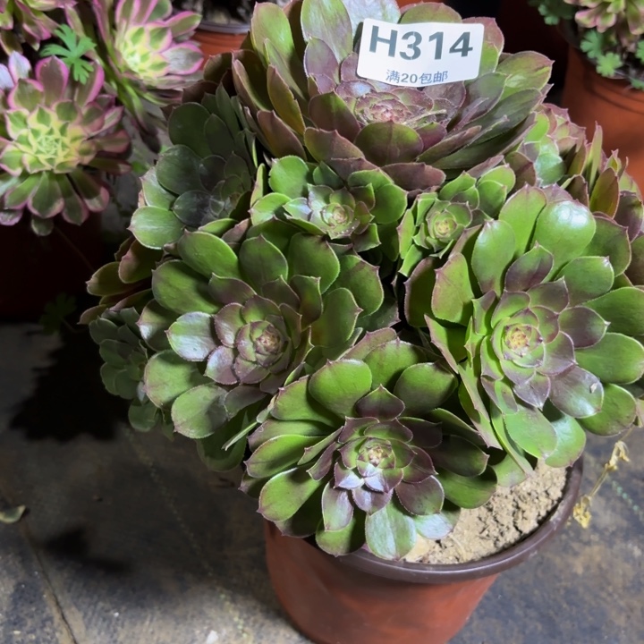 瑞妈，，。。。。。314花月夜，