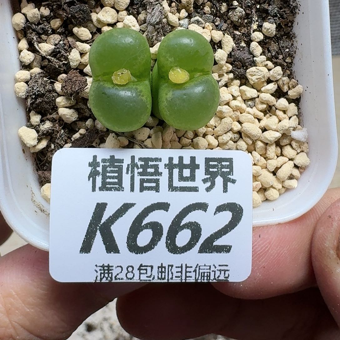 多肉植物的润泽ghh