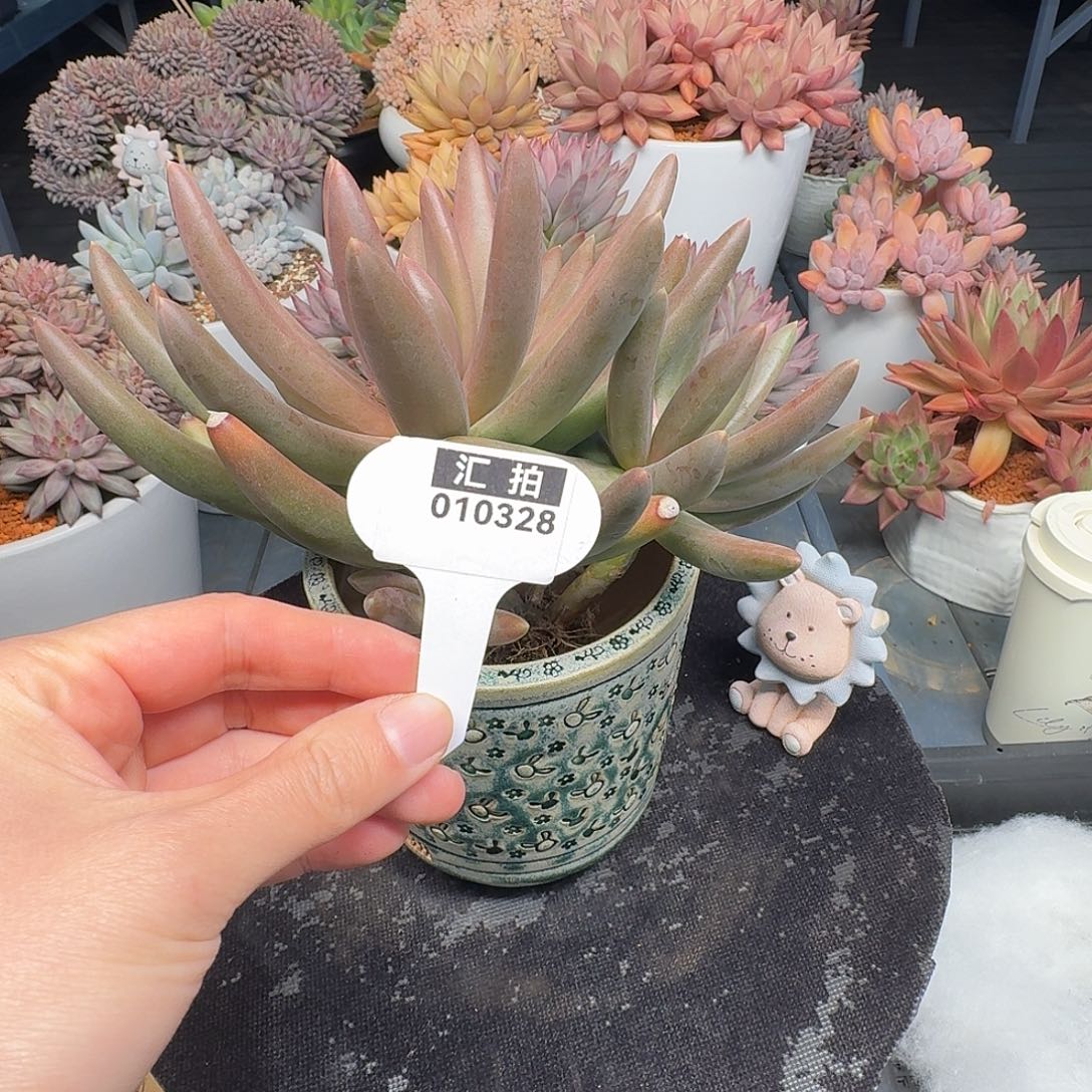 精品多肉植物010328