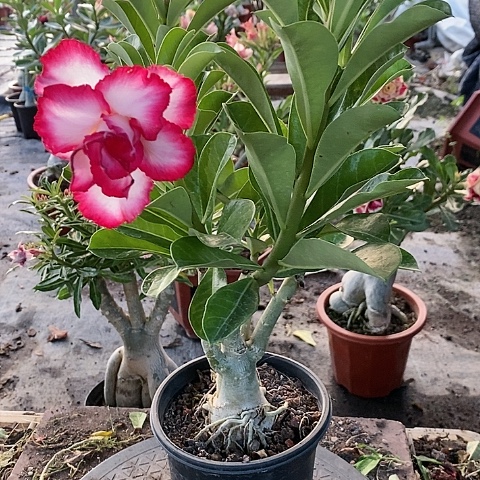 【闪购商品】无花朵户****。