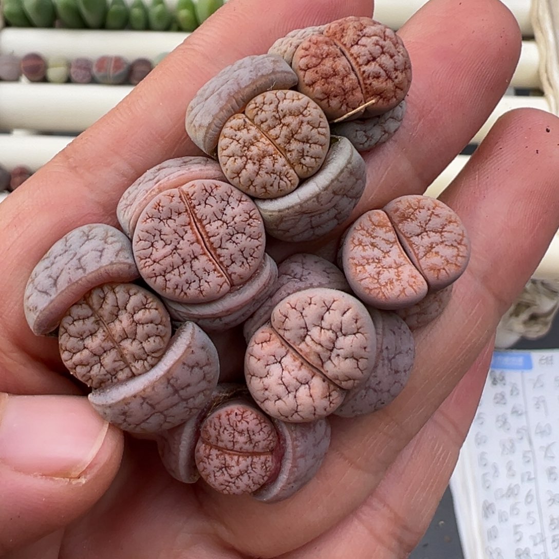12.31好看的多肉脱土发货 078