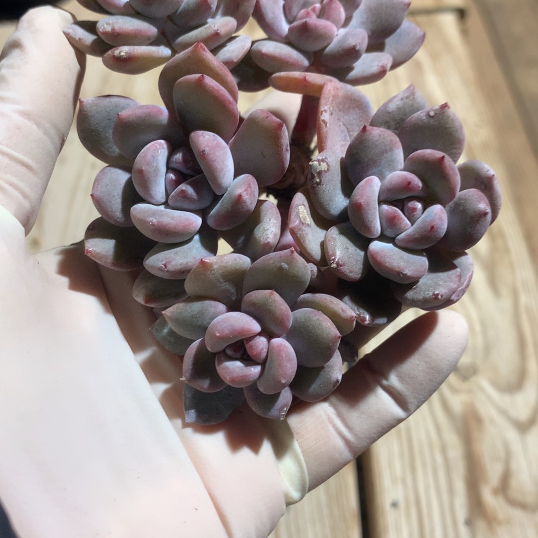 …*?突尼斯发货多肉