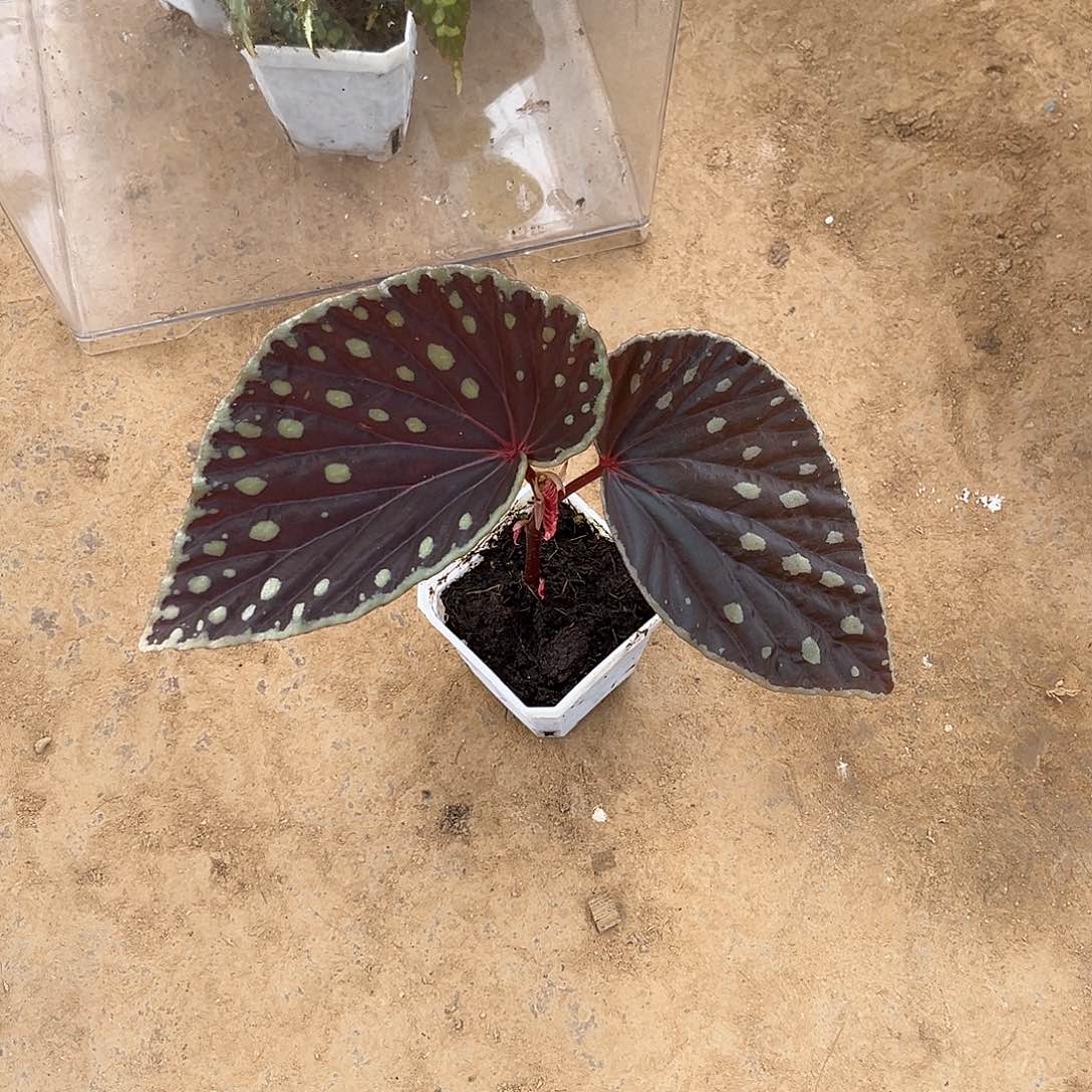 无花朵萤火闷养秋海棠厦门