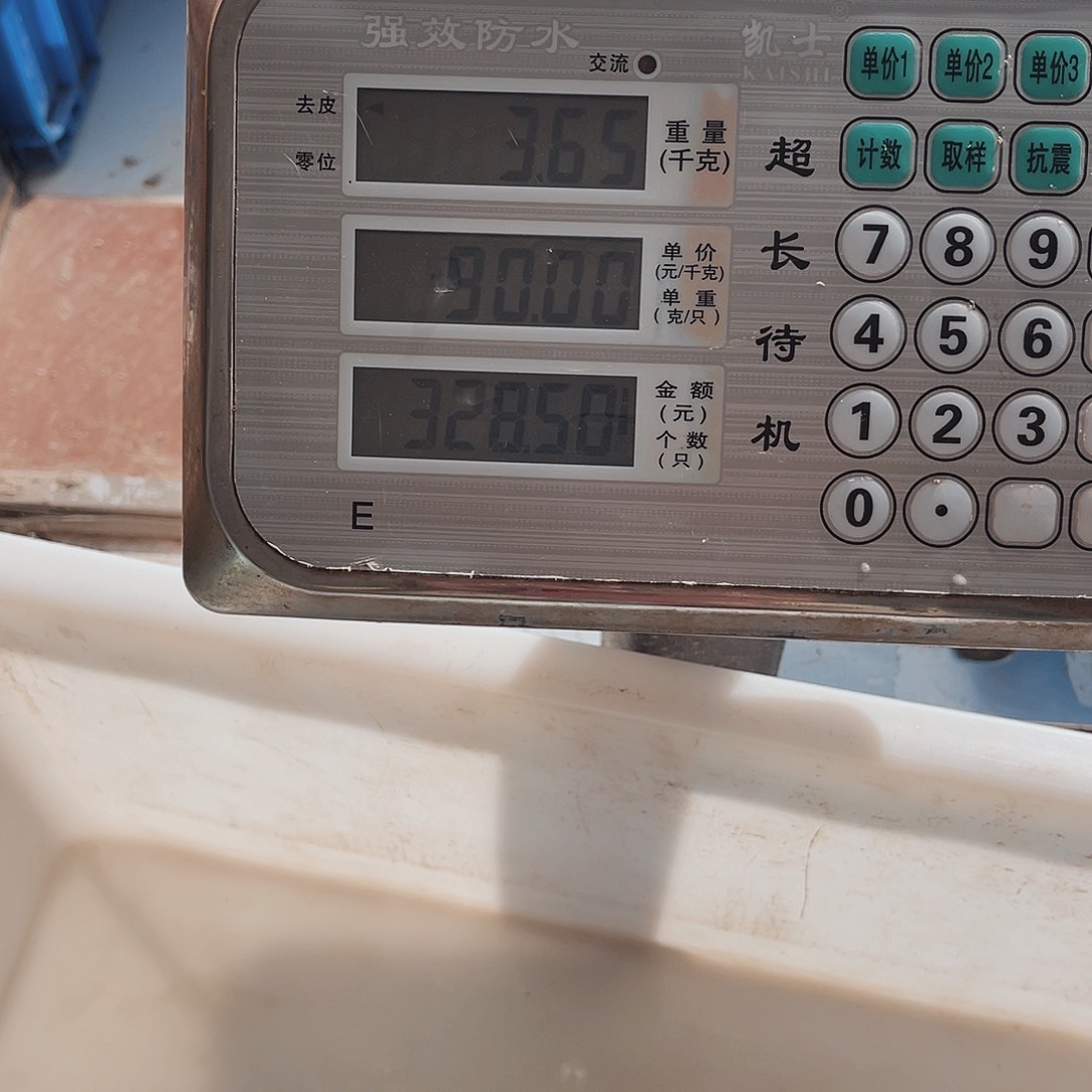 中国大陆野生甲鱼包邮包活