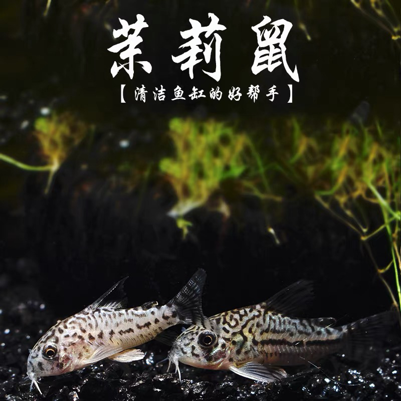 茉莉三线豹底栖鱼清道夫花椒咖啡白鼠金苔鼠熊猫鼠珍珠冷水鱼