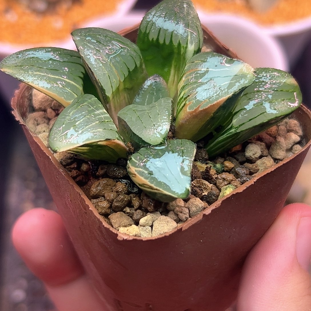 史扑母本锦十二卷多肉