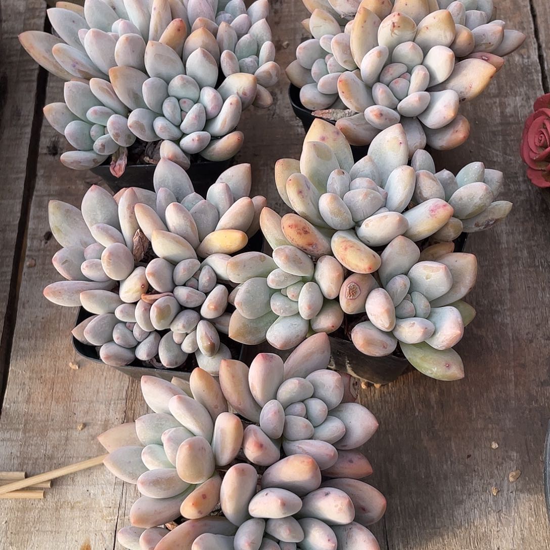 五盆奶酪香水多肉植物627