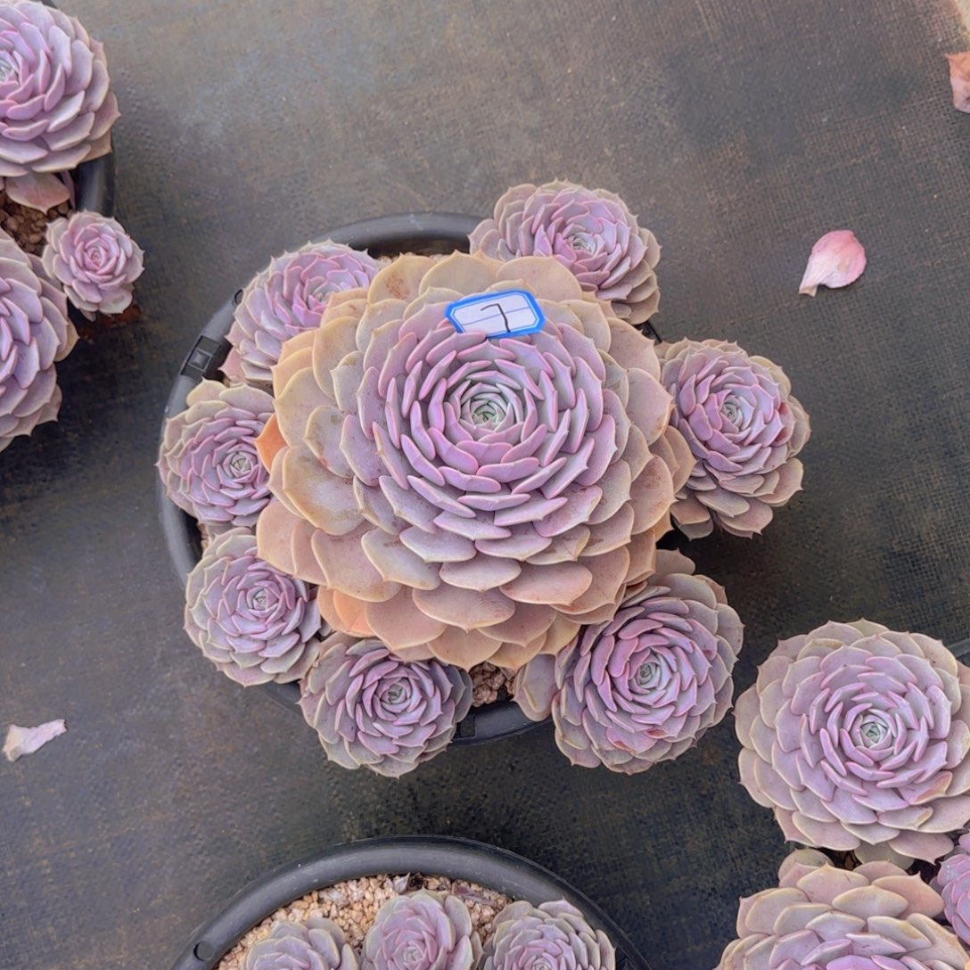 7紫蝶多肉植物的生长