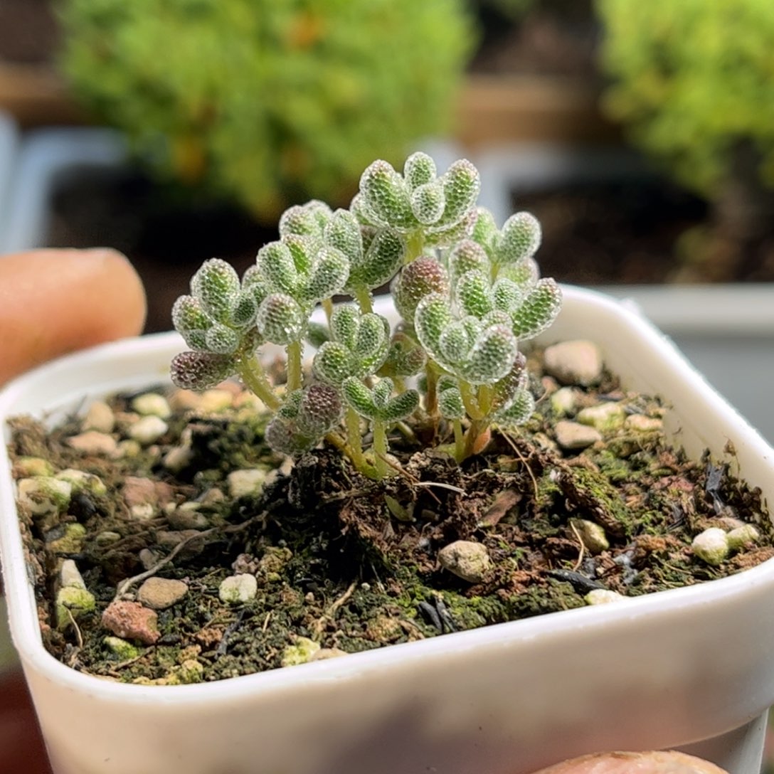 实生冰钻优选枝干