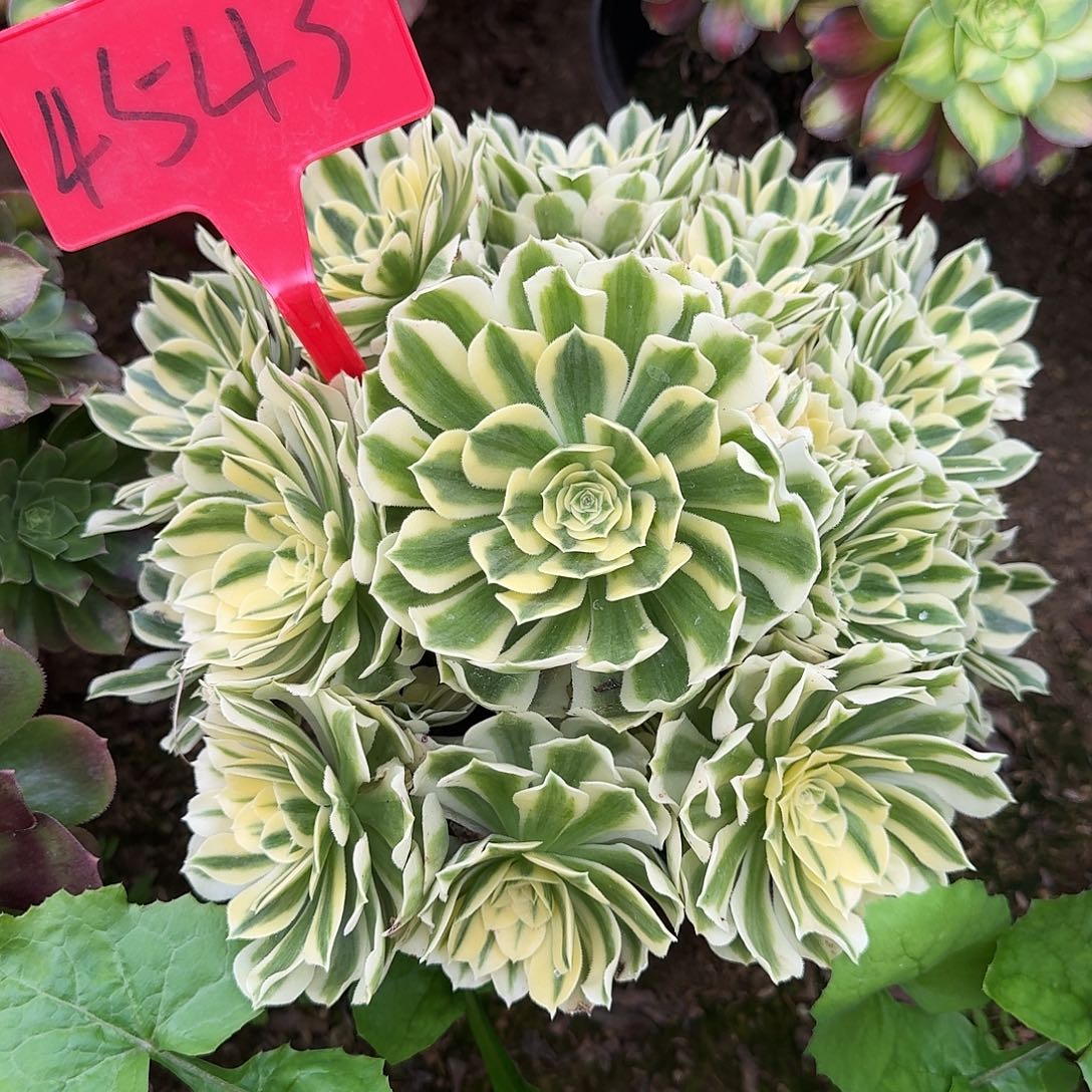 4543迈巴赫多肉法师