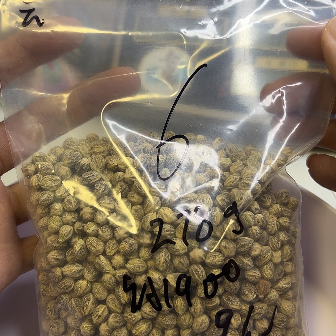 -***-吊坠柏香籽/百香籽