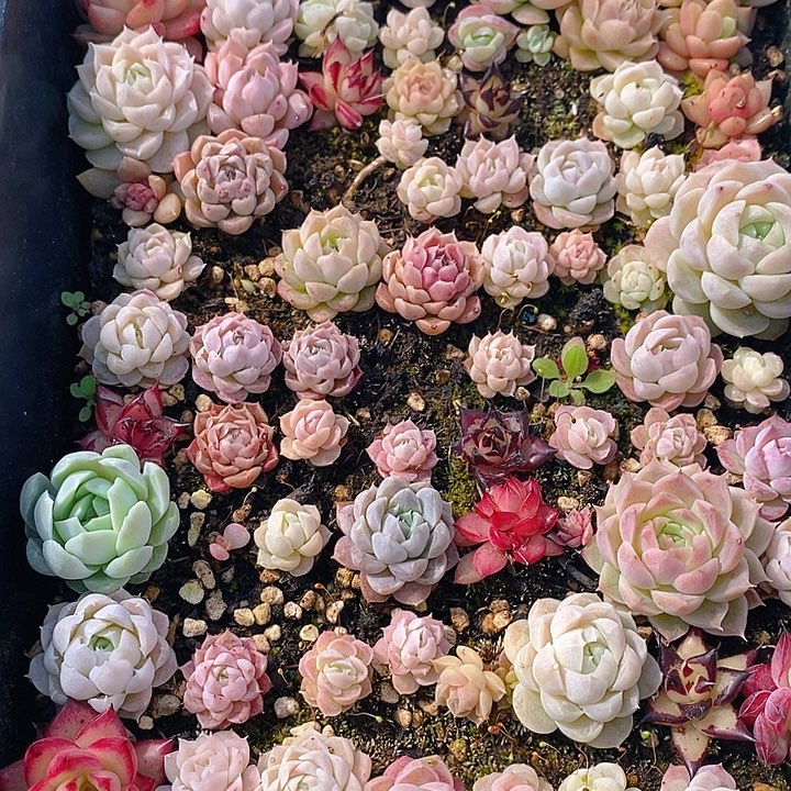 104 多肉植物盆栽花卉盆栽