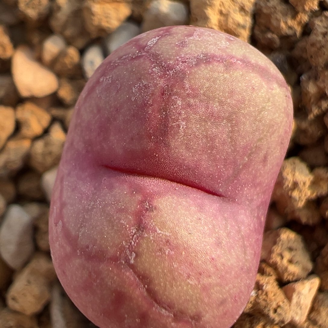 93多肉植物百科知识