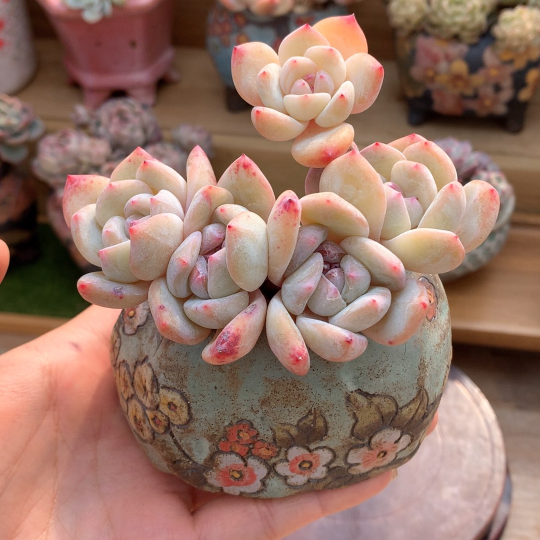 是***醒肉加盆一物一拍整群发