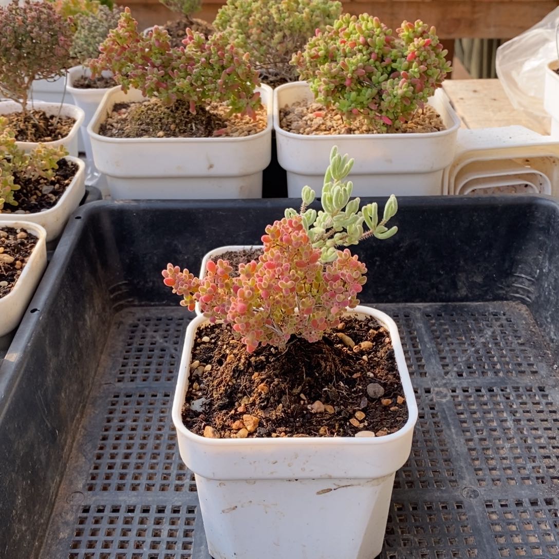 枝干番杏多肉植物932