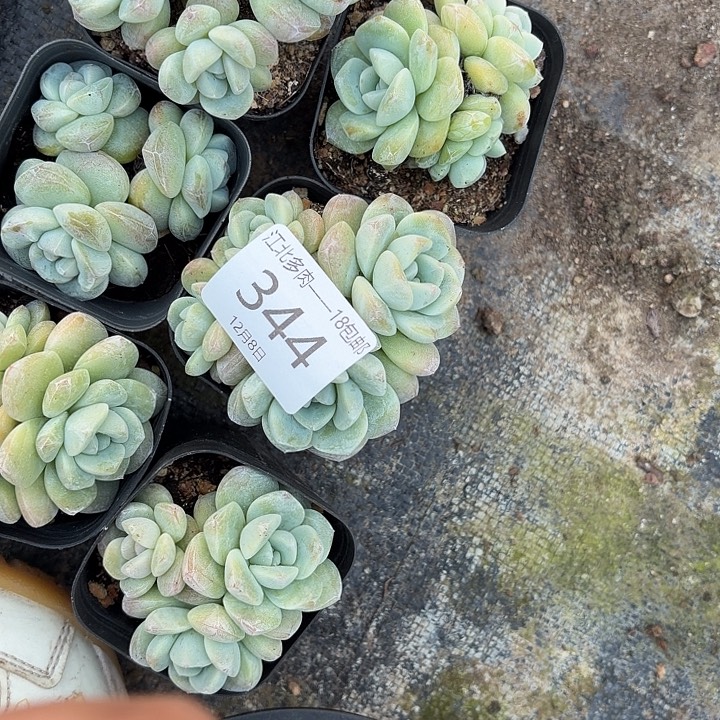 晴***天344 号到手1框～yu一物一拍