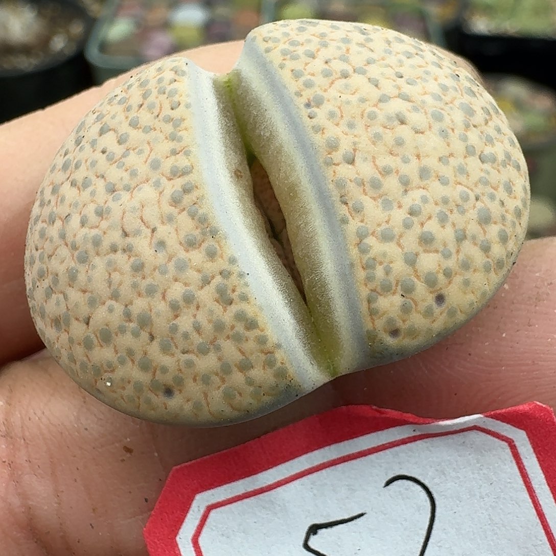 57多肉哈哈哈哈哈哈哈