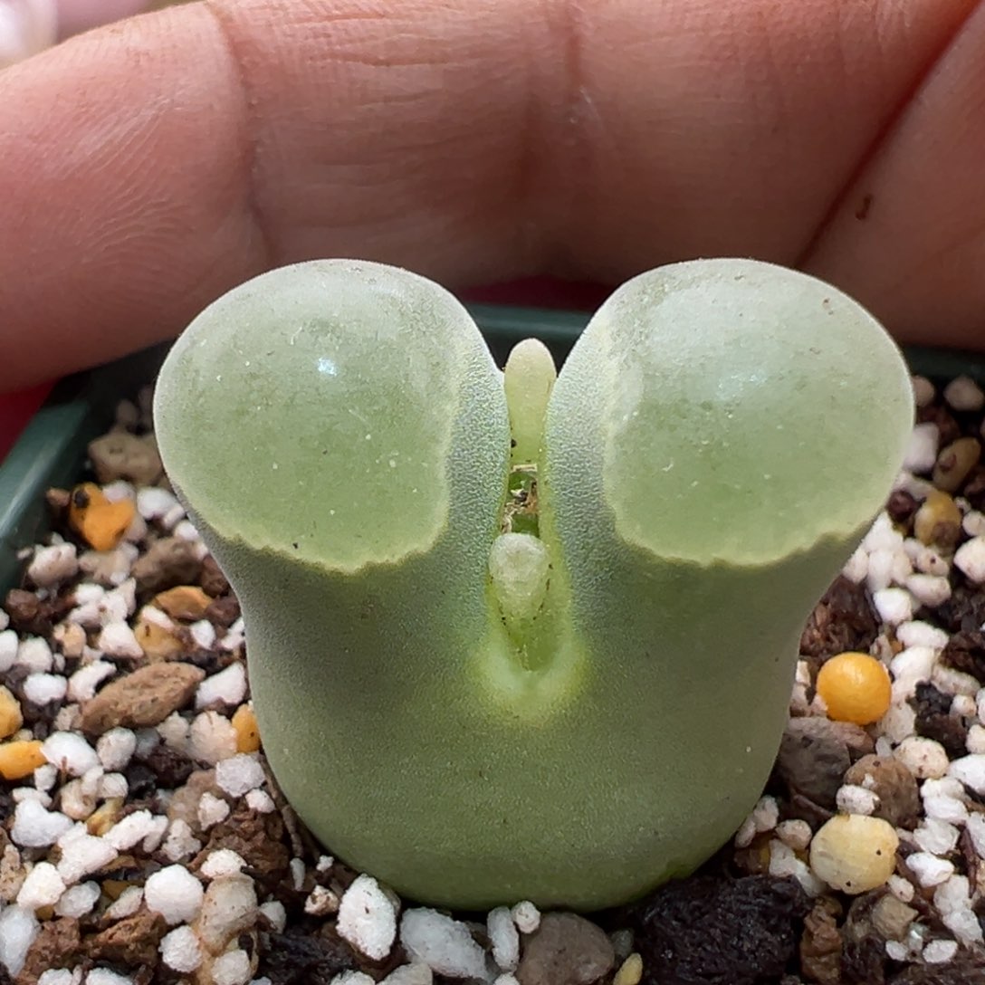 190。青蛙优选2151大大母本