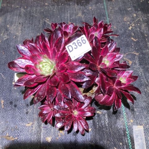 孔雀锦多肉植物法师瑕疵不包损