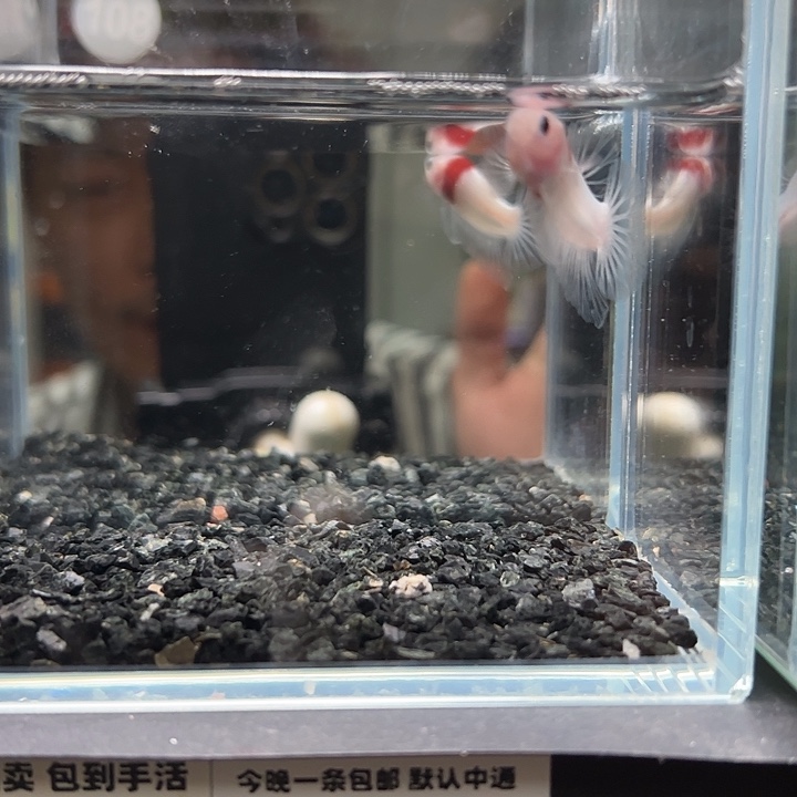 斗鱼竞拍跑单拉黑3日