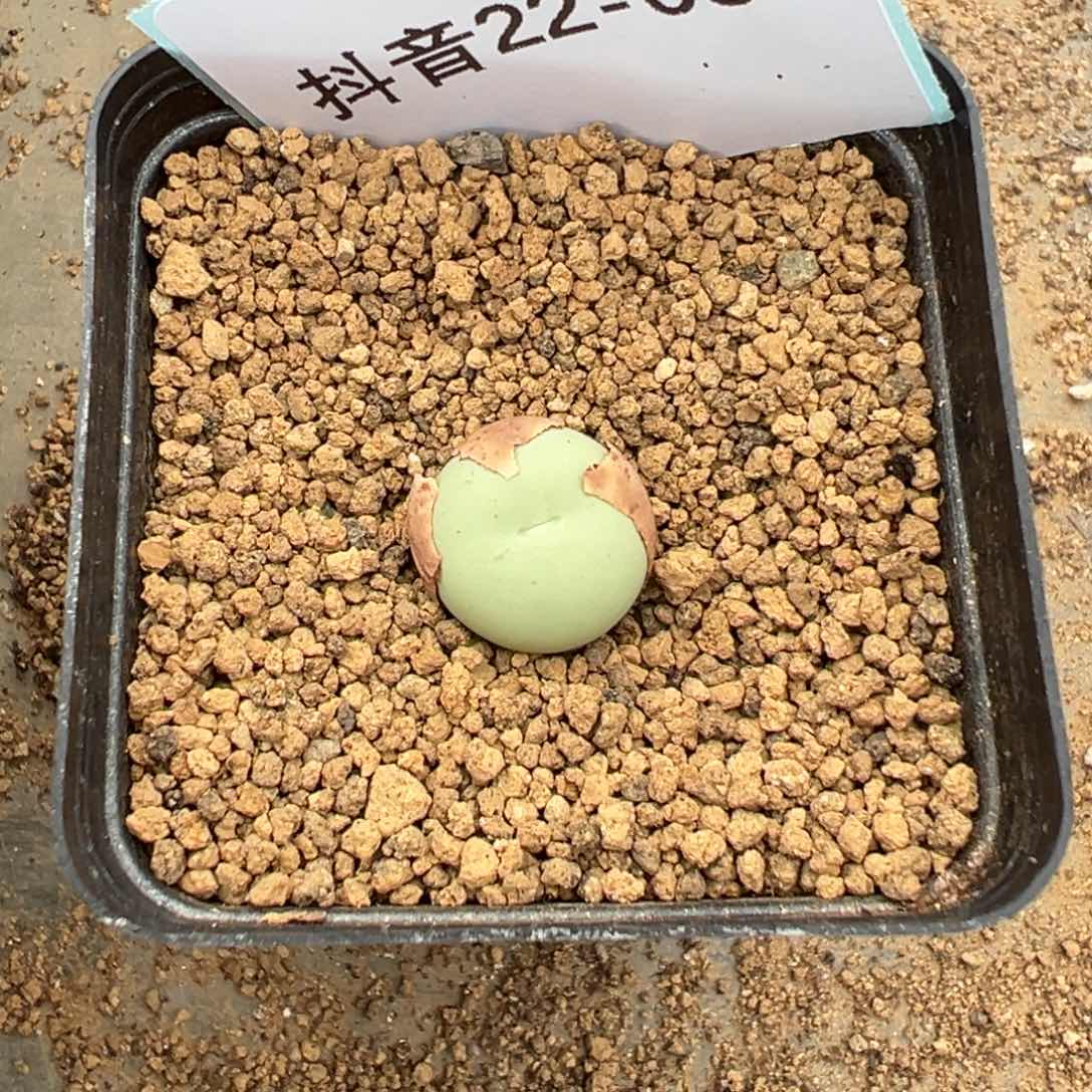 22-03鸽子蛋多肉植物，