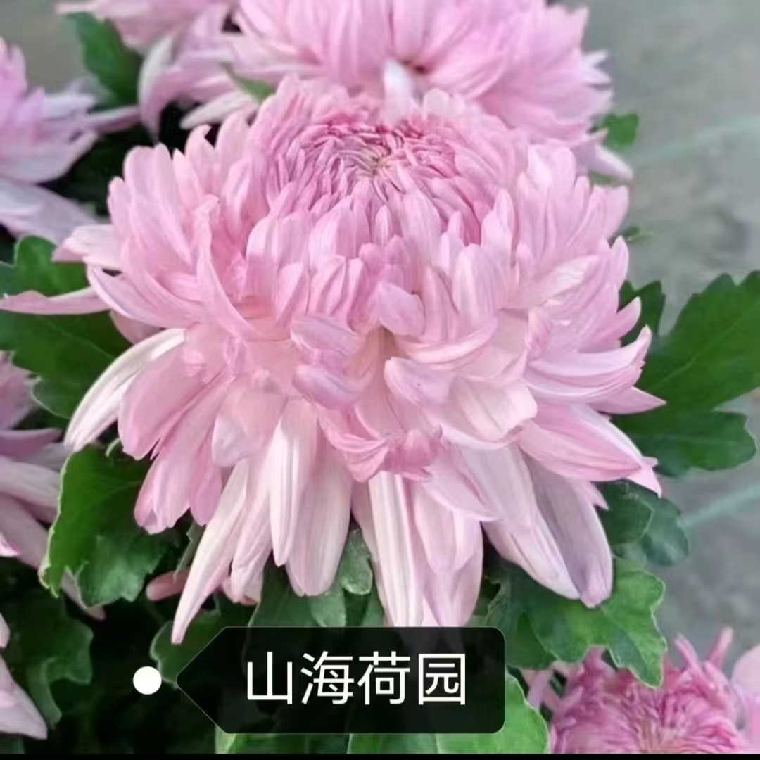 【山海荷园】九月大菊花  多年生 富贵菊  牡丹菊