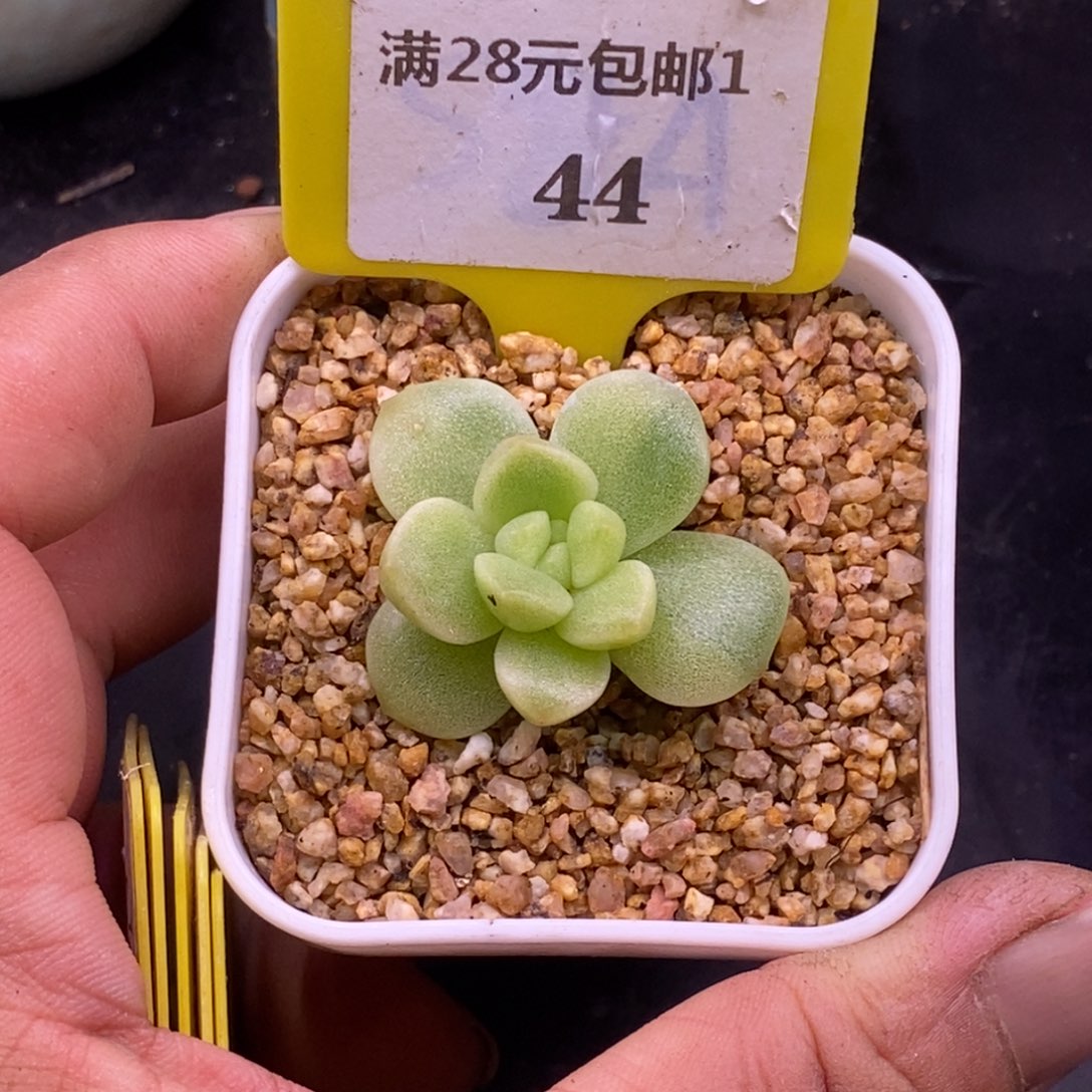 144福利冰玉锦多肉……