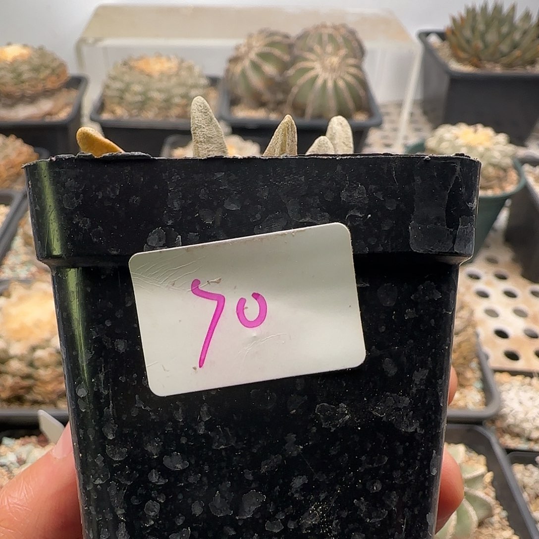 仙人球 111111111111111