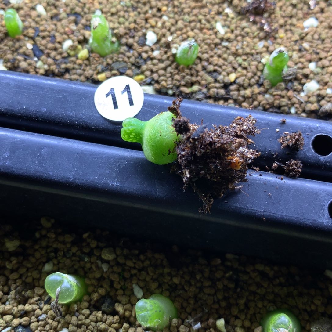 趣*哆11号大型小葫芦母本