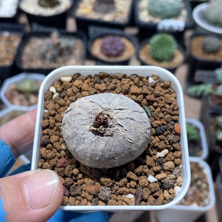 241玫瑰大戟块根植物