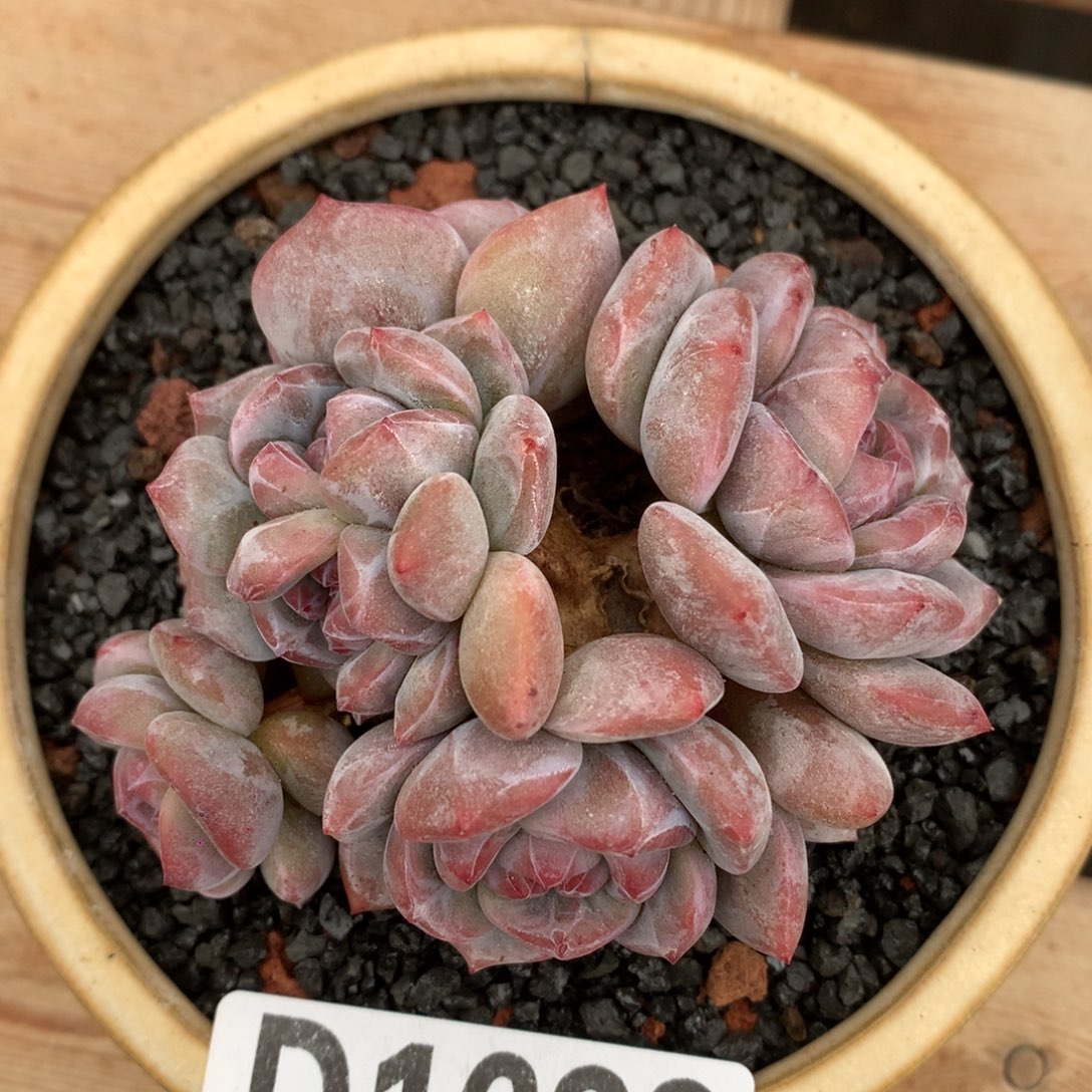 D1682逗号的多肉花园