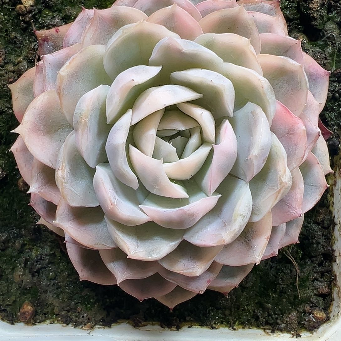 雪球锦多肉植物锦