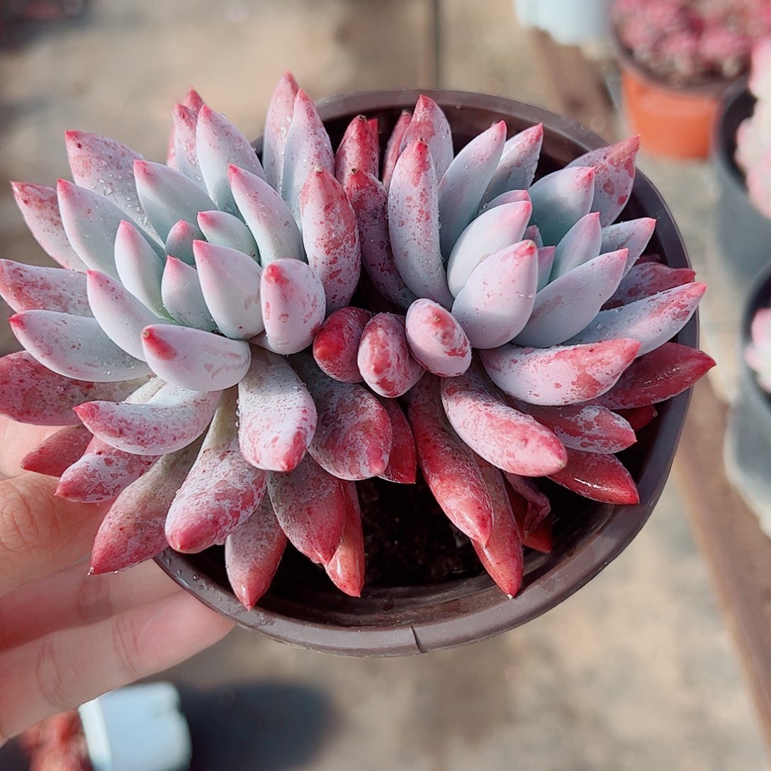 所罗门双头起发精品